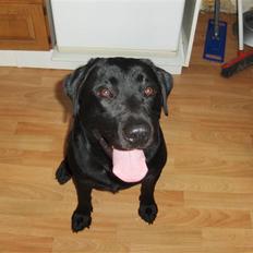 Labrador retriever Bamse r.i.p :"( savnet