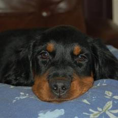 Gordon setter Wøkk´s A.Lajka