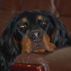 Gordon setter Wøkk´s A.Lajka