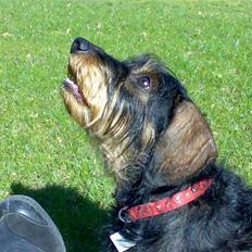 Gravhund Thilde Himmelhund(2007)