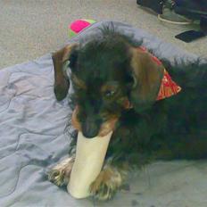 Gravhund Thilde Himmelhund(2007)