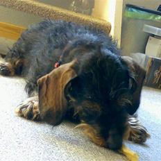 Gravhund Thilde Himmelhund(2007)