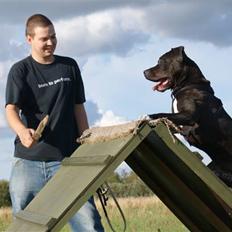 Amerikansk staffordshire terrier R.I.P Rex 18/7.07-16/9.09