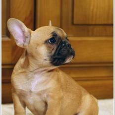 Fransk bulldog Roxy