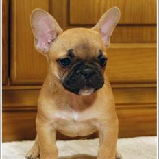 Fransk bulldog Roxy