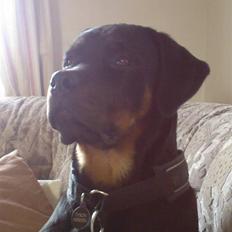 Rottweiler Tyson