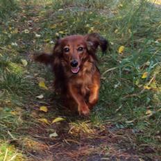 Miniature gravhund Cirkeline 