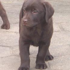 Labrador retriever Simba