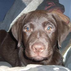 Labrador retriever Simba