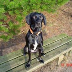 Blanding af racer Bella