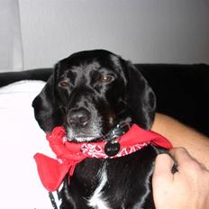 Blanding af racer Bella