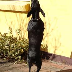 Blanding af racer Bella