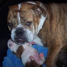 Engelsk bulldog Holly