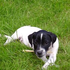 Dansk svensk gaardhund mickey