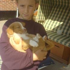 Nova scotia duck tolling retriever Linux