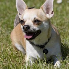 Chihuahua Gismo - bor i Århus nu :(