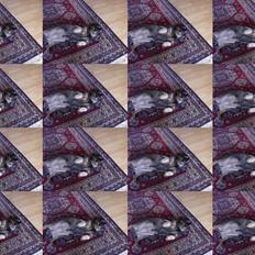 Gravhund Bitten  Aflivet :'( 