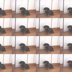 Gravhund Bitten  Aflivet :'( 