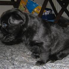 Labrador retriever Bella