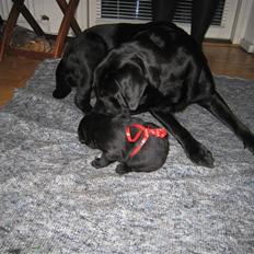 Labrador retriever Bella