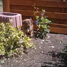 Blanding af racer Balou