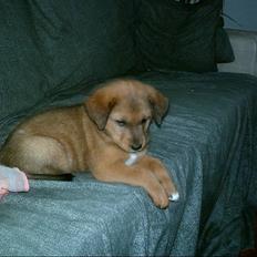 Blanding af racer Balou