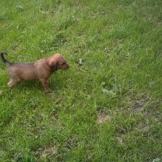 Blanding af racer Balou