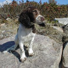 Engelsk springer spaniel Jack