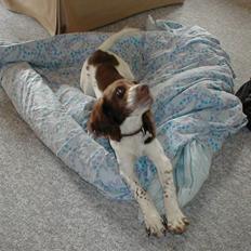 Engelsk springer spaniel Jack
