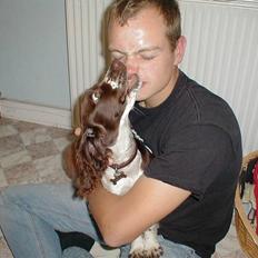Engelsk springer spaniel Jack