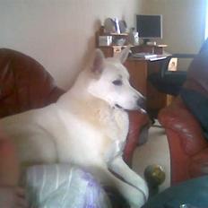 Hvid schæfer Buller