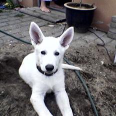 Hvid schæfer Buller