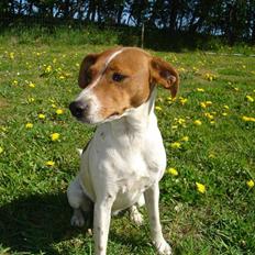 Dansk svensk gaardhund Daisy