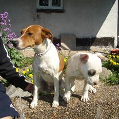 Dansk svensk gaardhund Daisy