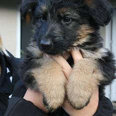 Schæferhund Odin R.I.P.