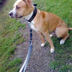 Amerikansk staffordshire terrier Tiesto