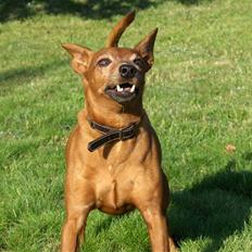 Dvaergpinscher Nalle R.I.P