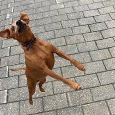 Dvaergpinscher Nalle R.I.P