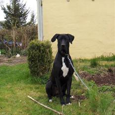 Blanding af racer Holger *Himmelhund*