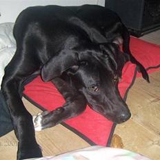 Blanding af racer Holger *Himmelhund*