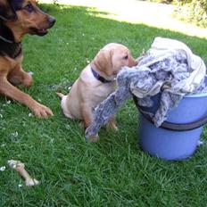 Labrador retriever Sparta