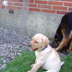 Labrador retriever Sparta
