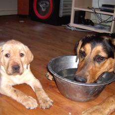 Labrador retriever Sparta