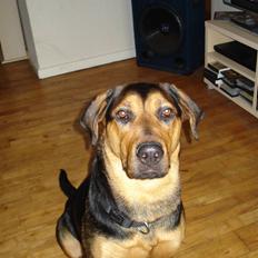 Blanding af racer Freja