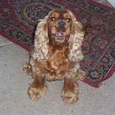 Cocker spaniel Bella