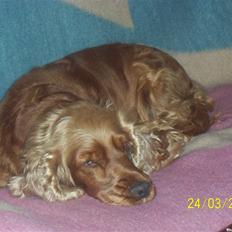 Cocker spaniel Bella