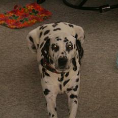 Dalmatiner gabi r.i.p.