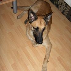 Malinois Luca