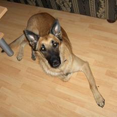Malinois Luca