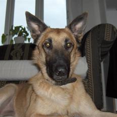 Malinois Luca